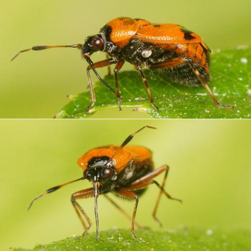 Réf. 184 436 : Deraeocoris punctum